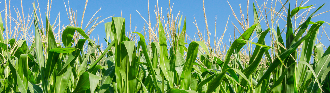 corn field