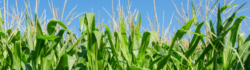 corn field