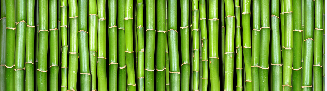 Fresh Bamboo