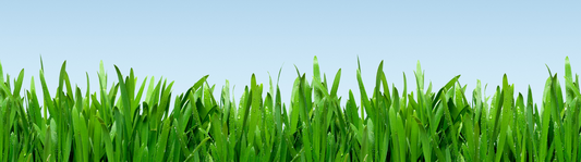 grass and a blue sky