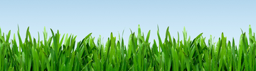 grass and a blue sky