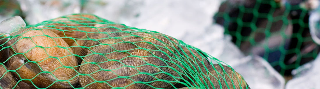 fresh scallops in a green mesh bag