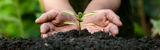 person planting a tree